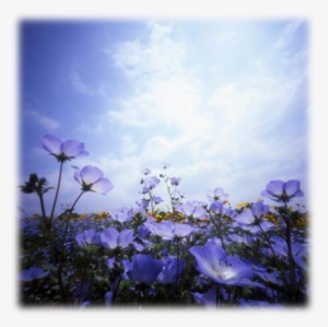 Kartářská Etika - Výklad Karet - Třebíč - Blue Flowers