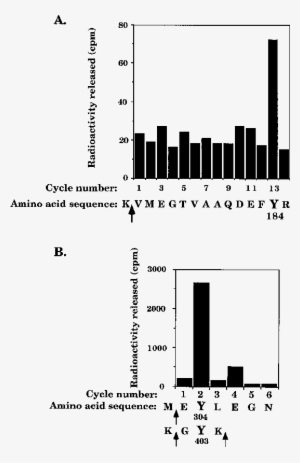 Csk Is Mainly Phosphorylated On Tyrosine 184 In Vivo - Edman Degradation