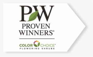 Proven Winners Flowering Shrubs - Proven Winners Colorchoice
