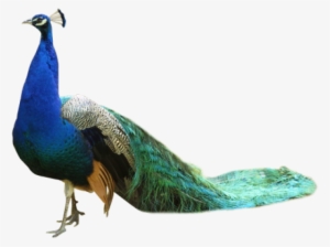 peacock png transparent images - peacock png