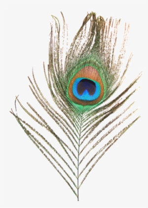 Peacock Feather - - Peacock Feather Images Png