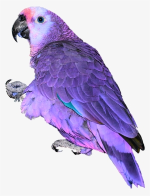 Blue Pink Neon Parrot Exotic Bird Feathers Africa Asia - Papagaio Png