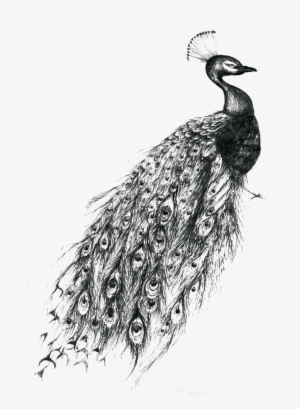 Peacock Tattoo By Camille Levrier D̩licate Distorsion - Peacock Tattoo Black And White