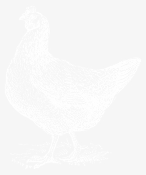 Chicken3 - Chicken