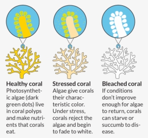 Bleached Coral - Coral