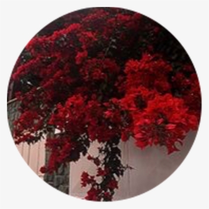 Icon Circle Aesthetic Red Redaesthetic Flower Freetoedi - Flowers Red Aesthetic