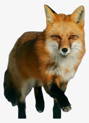 100% Free Transparent Fox Png Image Available To Download - Fox Png