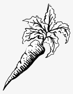 Carrot Drawing Png