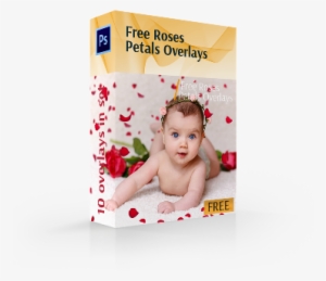 Free Rose Petals Overlays Cover Box - Red Poinsettia Star Flowers With Joy And Gold Pine