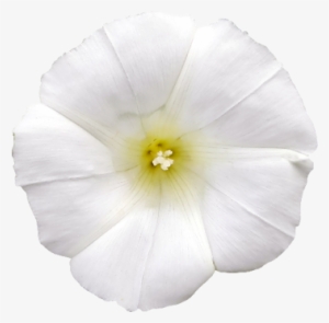 White Flower Photo Png - Flower