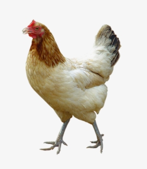 White Chicken Png Image Background - Chicken