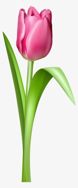 Free Clip Art Flowers Tulips Free Tulip Clipart Free - Tulip Transparent