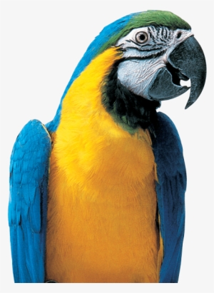 Colorful Parrot Png Picture - Macaw