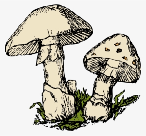 Free Clipart - 1001freedownloads - Com - Free Mushroom Clipart
