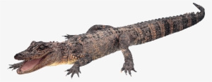 Crocodile In Png - Gator Transparent Background