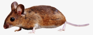 Brown Mouse Standing Png Image