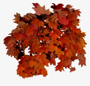 Fall Leaves Clip Art To Print Out - Autumn Leaf Color