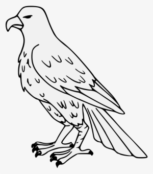 Falcon - Falcon Drawing