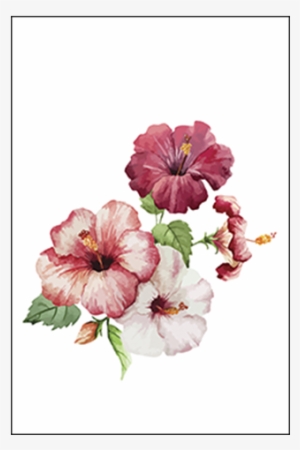 Hibiscus Flowers - Hibiscus Painting