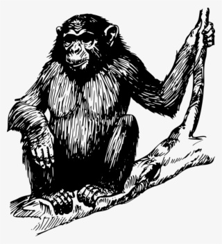 Ape Drawing - Ape Clipart
