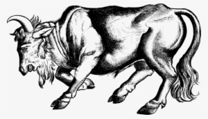 Bull Ox Hereford Cattle Charolais Cattle Dairy Cattle - Banteng Hitam Putih