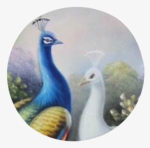 Peacocks - Peafowl