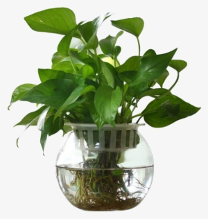 Modern Minimalist Glass Ball Fish Tank Vase Transparent - Vase