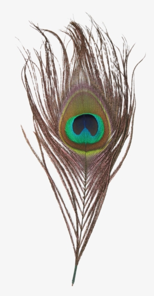 Peacock Feather Png Transparent Images - Goorin Bros.
