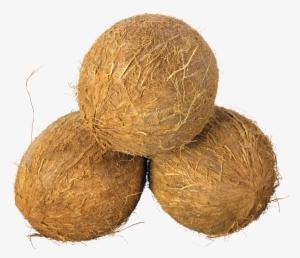 coconuts png image - coconuts png