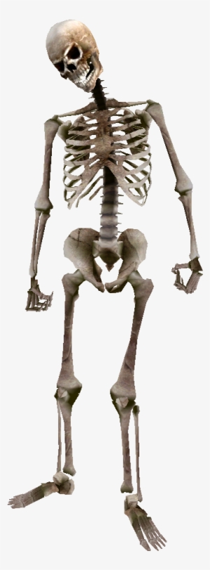 Beast Oblivion Skeleton Png - Skeleton Arm Human Skyrim