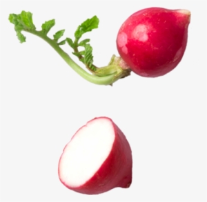 Radish - Vegetable