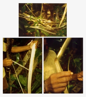 From 1996, Gumiya With Im Vatul - Screwpine