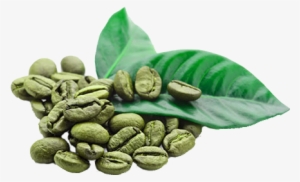 Free Radicals Are Formed Naturally In The Body, But - Green Coffee Beans Png