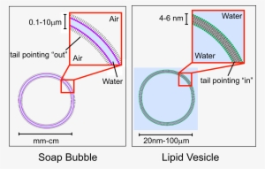 Lipid Vesicle Vs Soap Bubble - Cell Membrane