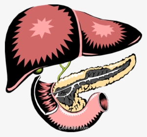 Liver & Pancreas Royalty Free Vector Clip Art Illustration - Does Urea Look Like