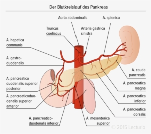 Vascular Supply Of The Pancreas - Arteria Pancreaticoduodenalis