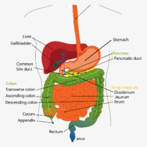 Novel Mechanism That Protects Pancreas From Digestive - Digestive System Diagram Liver