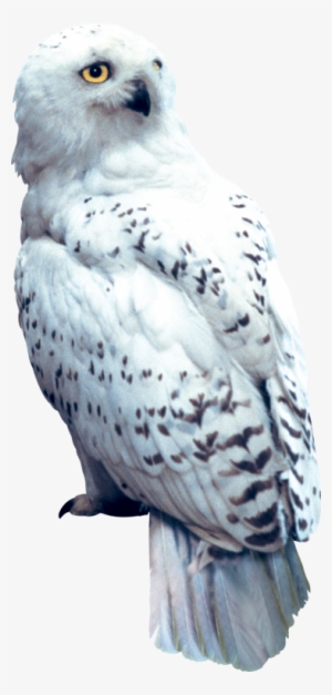 Hedwig Png - Harry Potter And The Sorcerer's Stone Hedwig