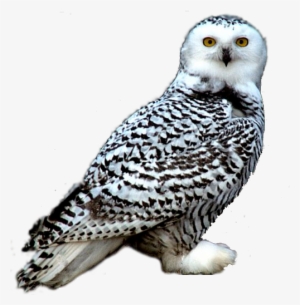 Snowy Owl - Snowy Owl Png Png