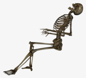 Human Skeleton Sixteen - Skeleton Png
