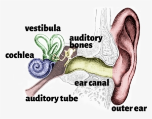 The Ear - Ear