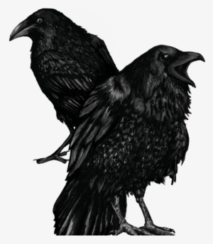 Multimedia Illustration - American Crow