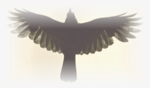 Raven's Attic - Bald Eagle