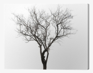Leafless Tree Isolated On White Canvas Print • Pixers® - Pintura De Arbol Sin Hojas