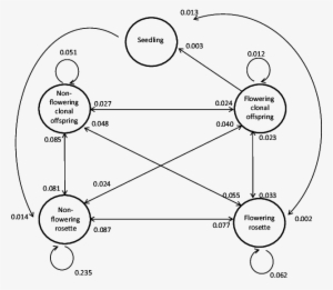 Life-cycle Of Knautia Arvensis Covering Five Stages - Knautia Arvensis