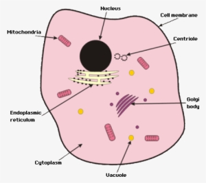 Animal Cell Gcse Biology Animal Cell Transparent Png 450x392 Free Download On Nicepng