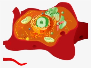 Animal Cell Cliparts - Vacuoles Of Animal Cell