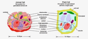 Animal Cell Model Diagram Project Parts Structure Labeled - Subcellular Structures In An Animal Cell