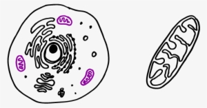 How To Draw Animal Cell-03 - Mitochondria Drawing