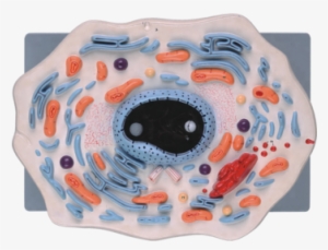 Animal Cell Model For School Teaching - Inflatable